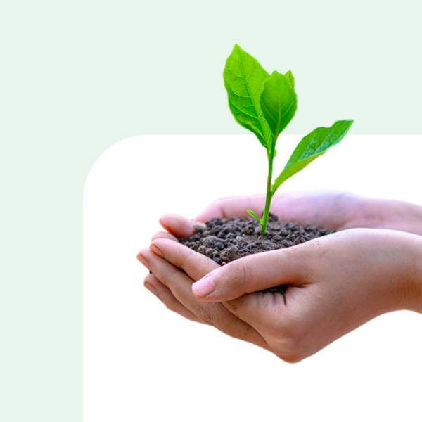 plant.png plant.png
